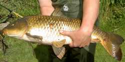 2008 Karpfen Cp